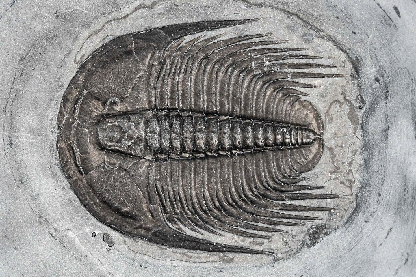 Fossil trilobite specimen, courtesy of Stormbed Paleontological