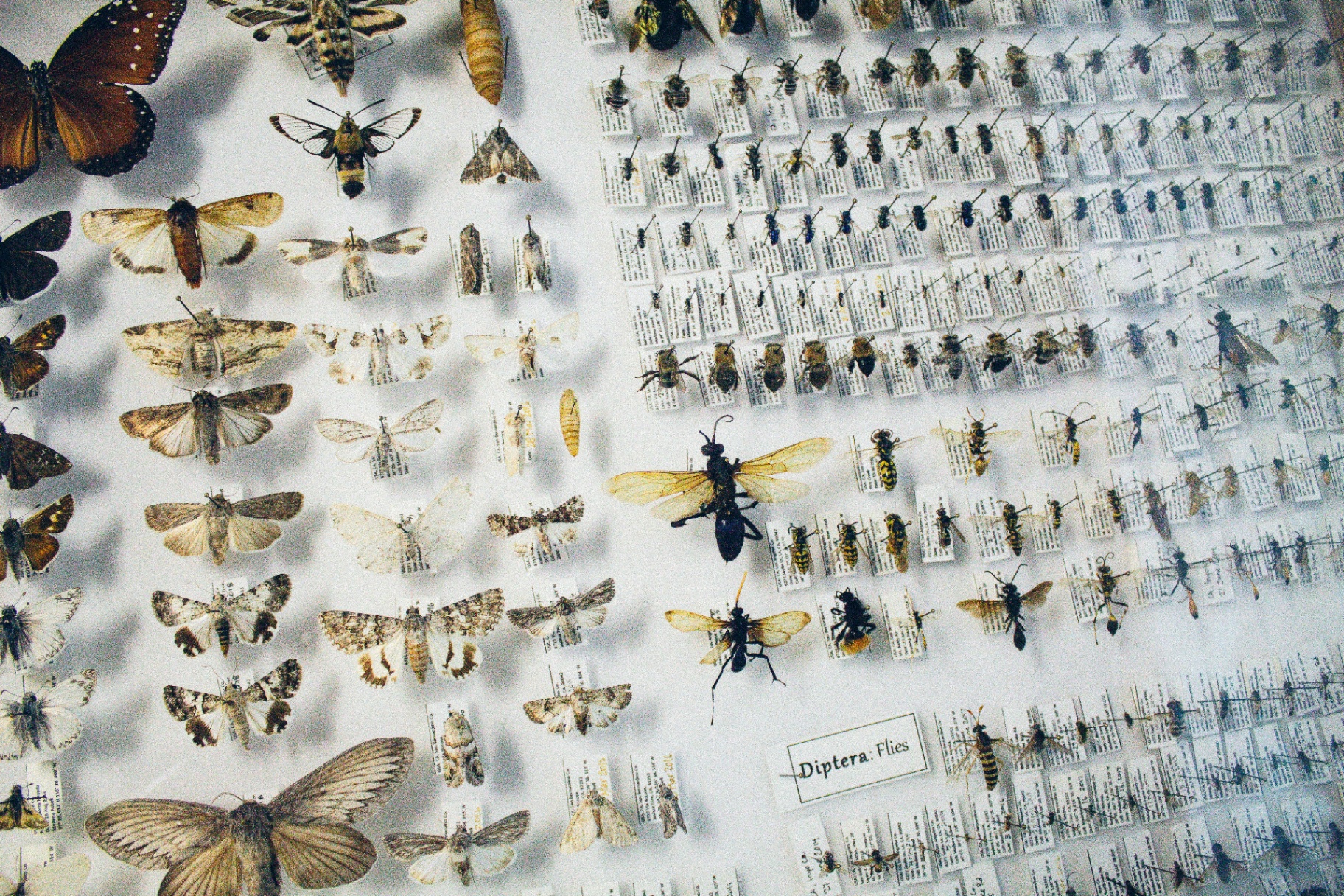 Natural History & Entomology