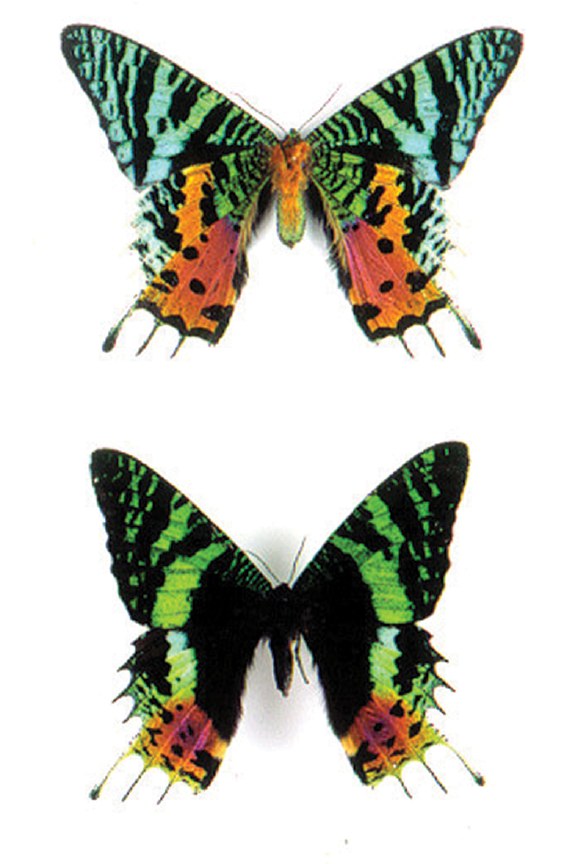 Urania ripheus — the Madagascan sunset moth, pinned for the butterfly workshop