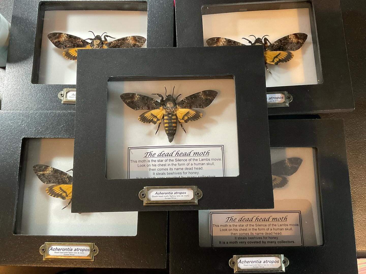 Framed Acherontia atropos (death's-head hawkmoth) specimens, courtesy of Sleepy Scorpion