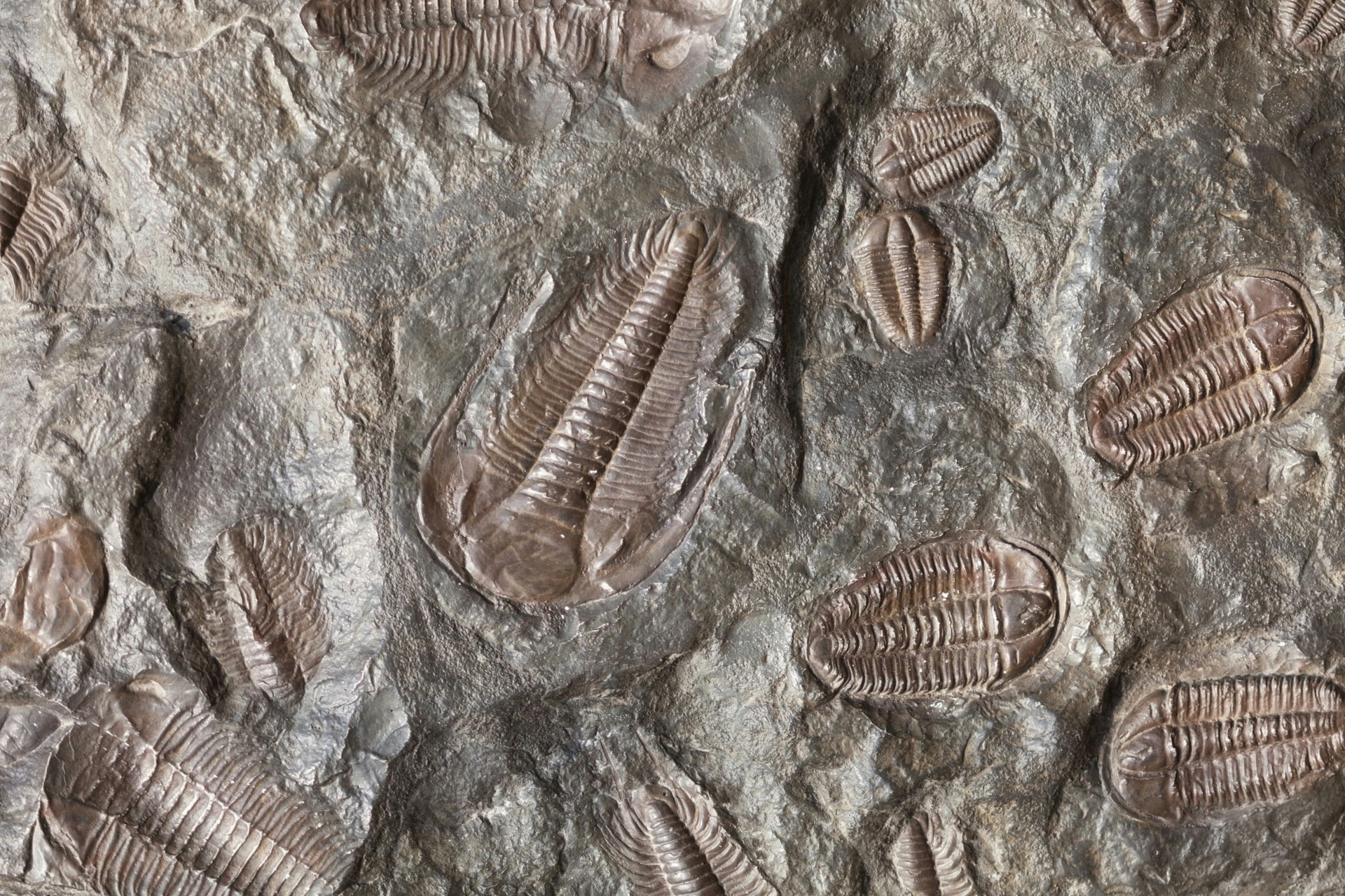 Fossils and Ancient Life