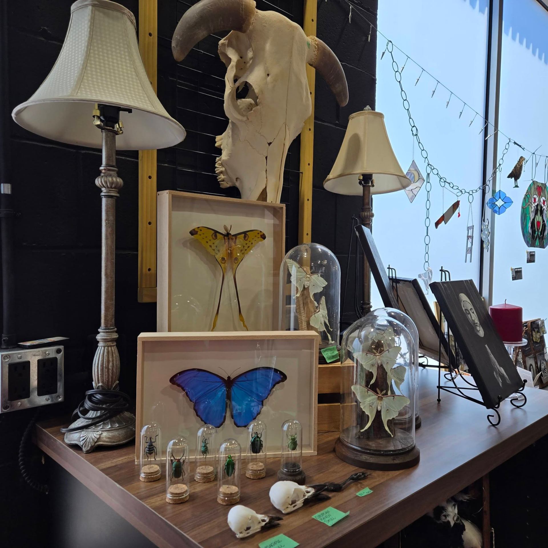 Curiosities display with framed butterflies, skull and specimen domes, courtesy of ALC Art & Oddities Parlour